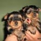 linda y su hermano marcus